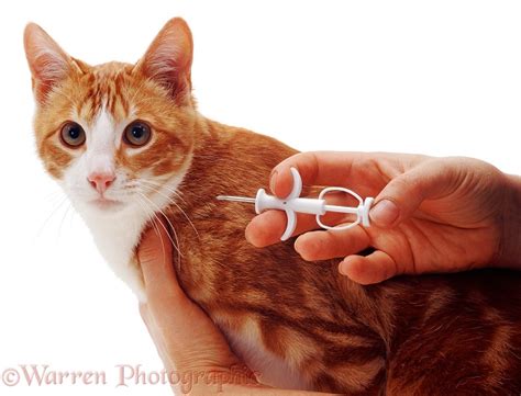 inserting rfid chip cat diy|microchip insertion for cats.